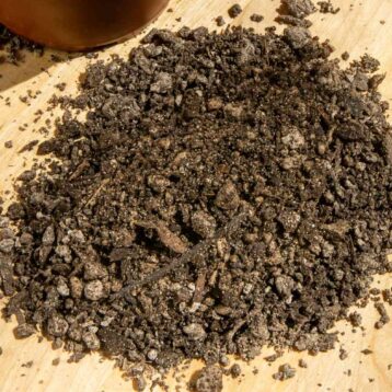 Cactus mixture