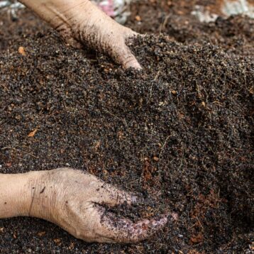 fruit plant mixture