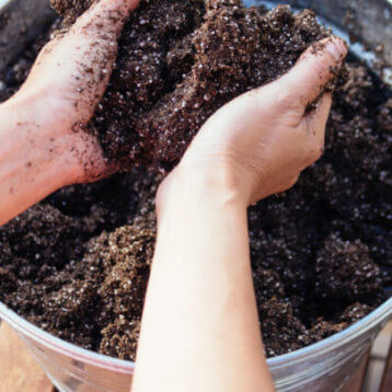 sapling mixture