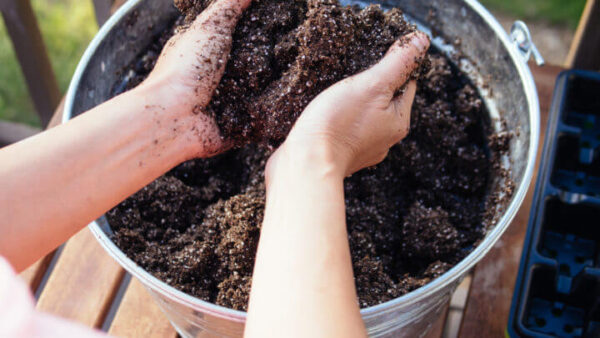 sapling mixture