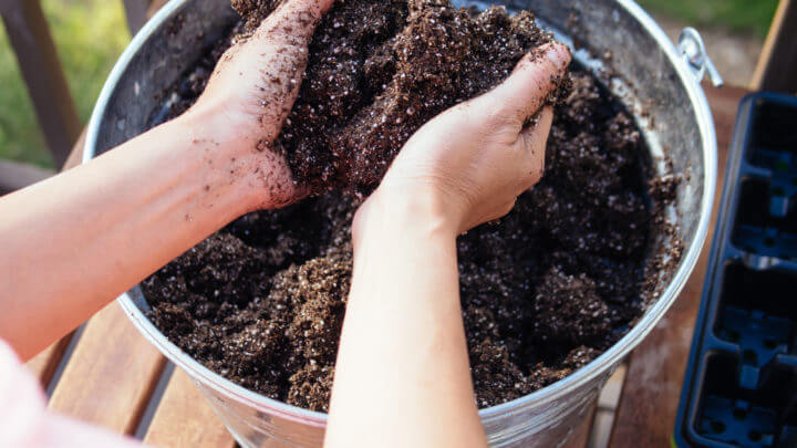 sapling mixture