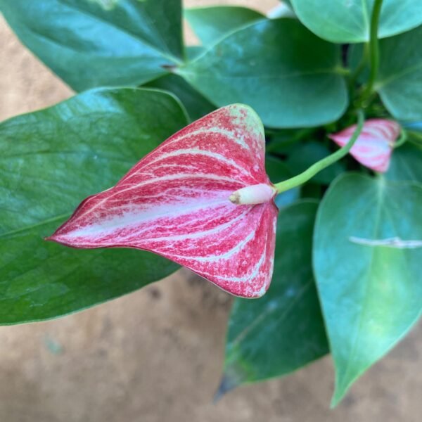 Anthurium mix