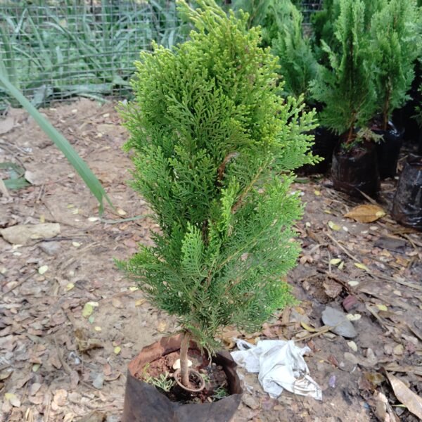 morpankhi (thuja)