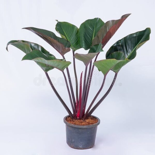 Red Congo