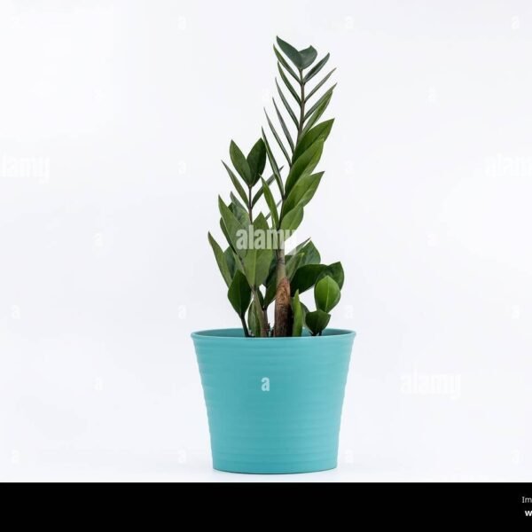 Zamia Curly
