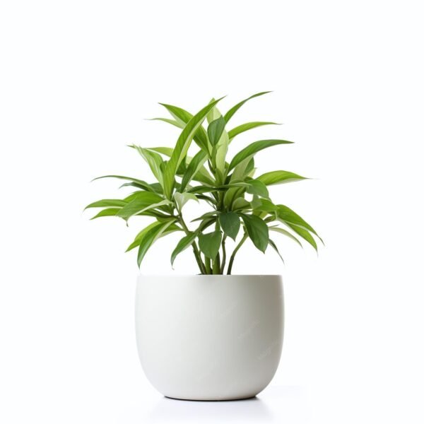 Diffen White Flame