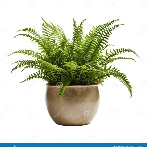 Beston Fern