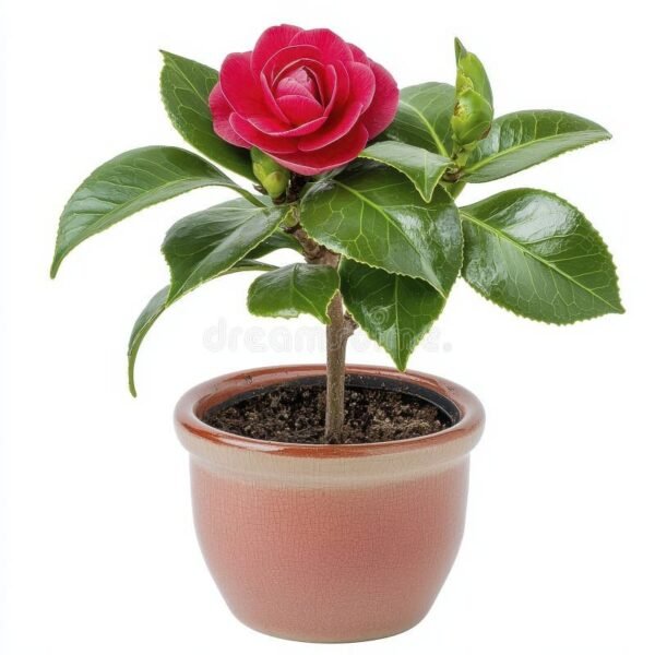 Camellia
