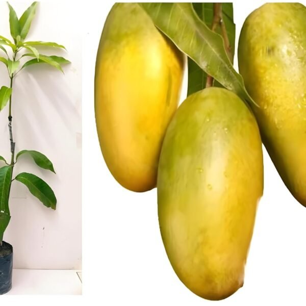 Aam Dasheri