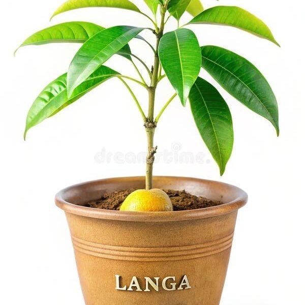Aam Langra