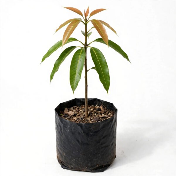Aam Amarapalii