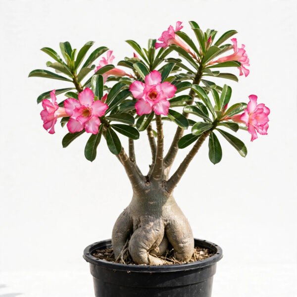 Adenium