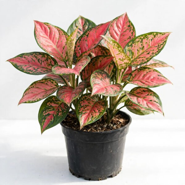 Aglaonema Beauty