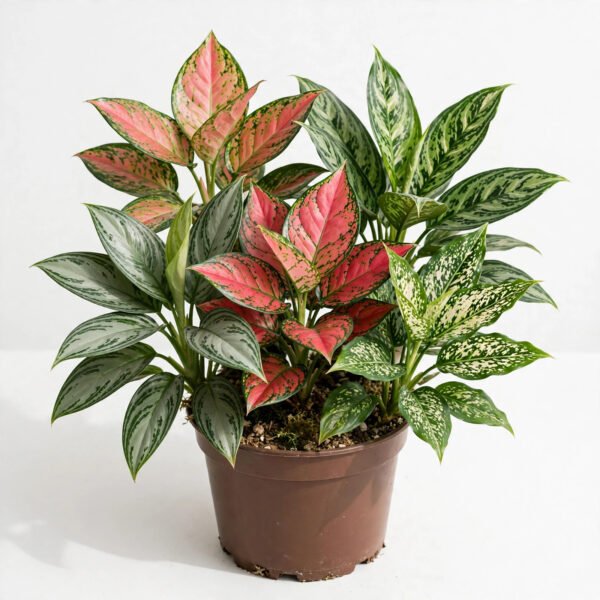 Aglaonema Mix