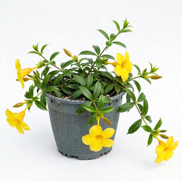 Allamanda Creeper