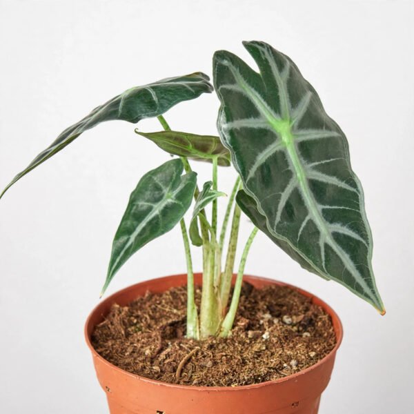 Alocasia Bambino