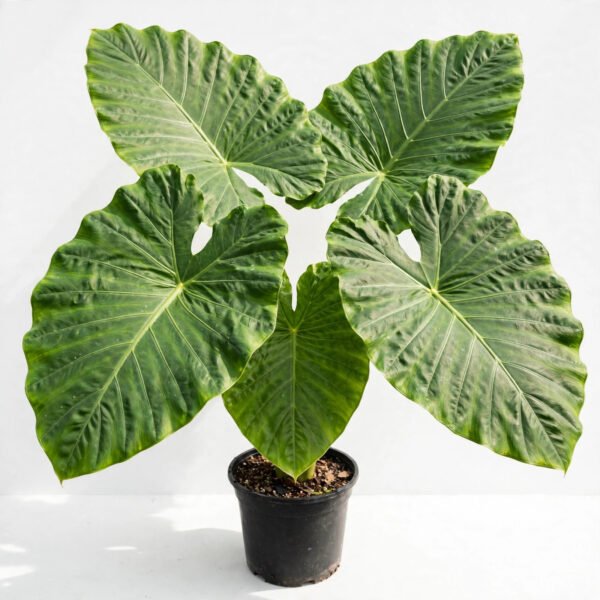 Alocasia(Elephanta)
