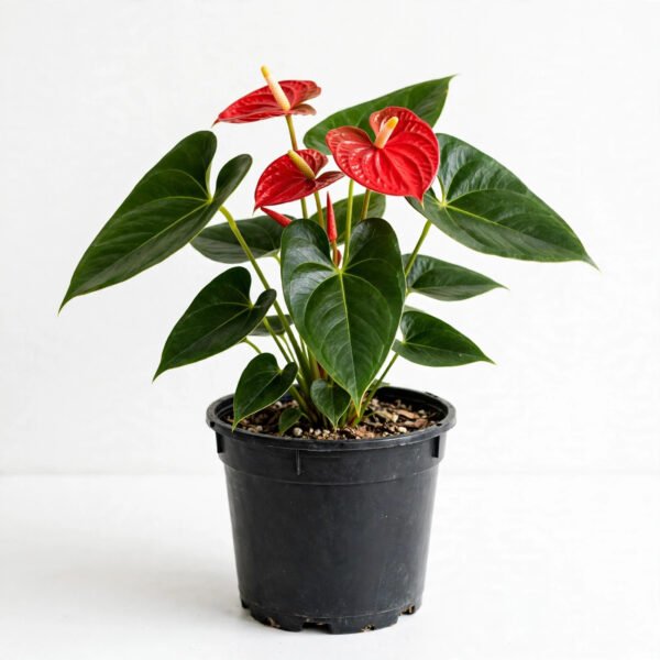 Anthurium Red