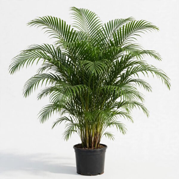 Areca
