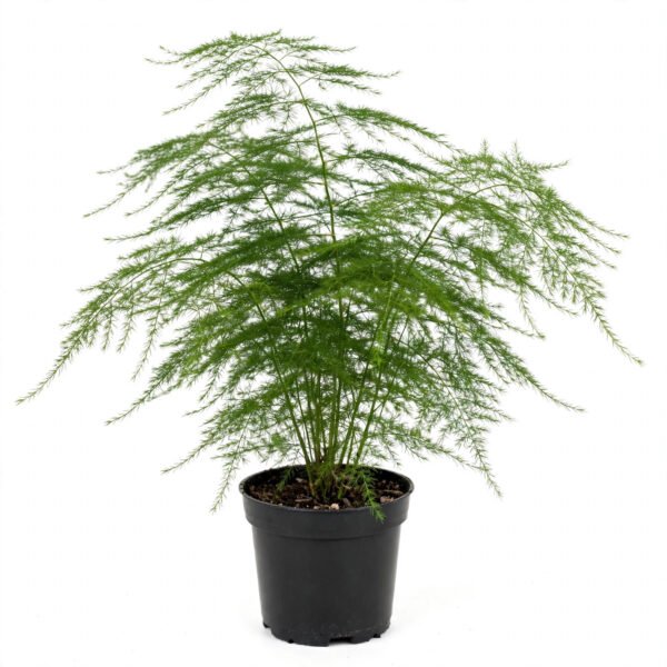Asparagus