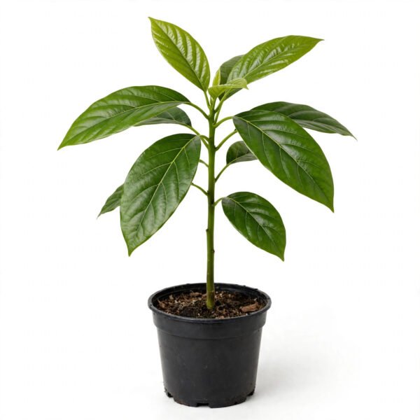 Avocado