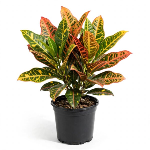 Baby Croton