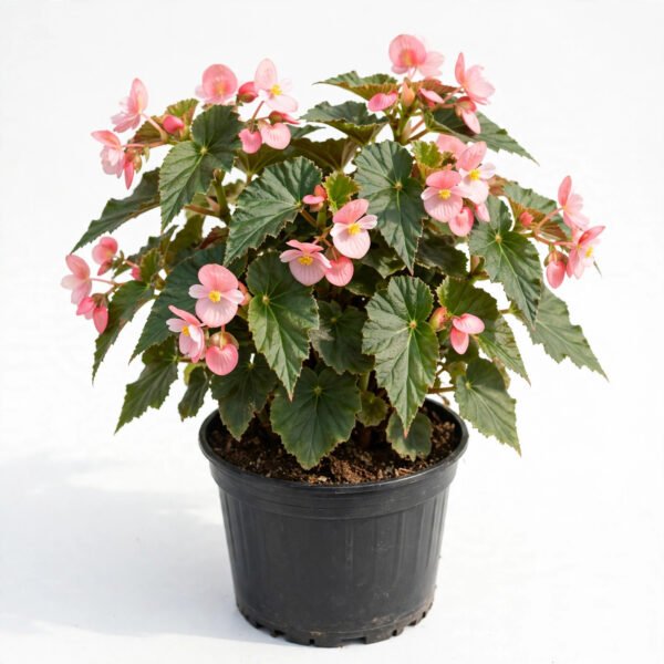 Begonia Vanesta