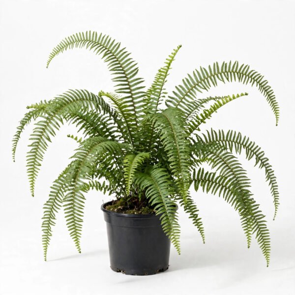 Beston Fern