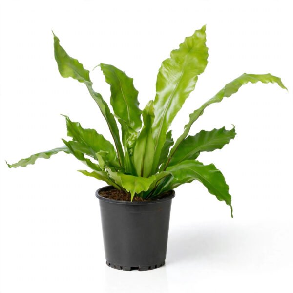 Bird Nest Fern