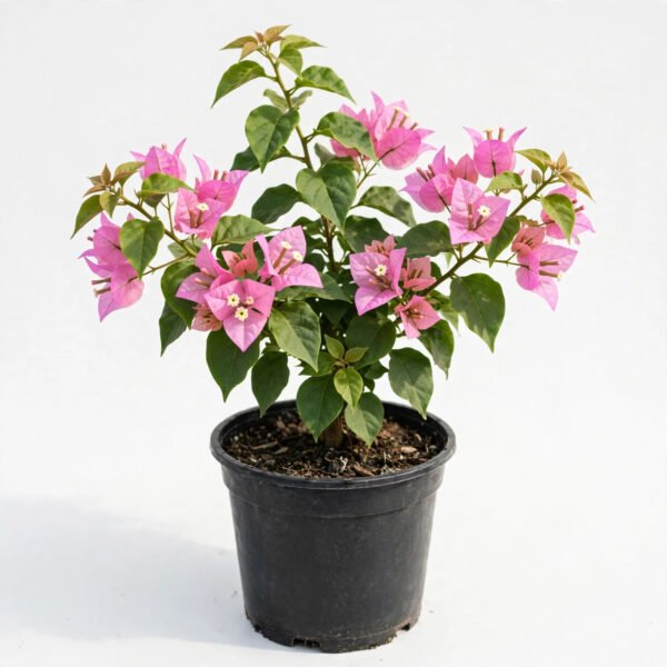 Bogainvellea Pink Beauty