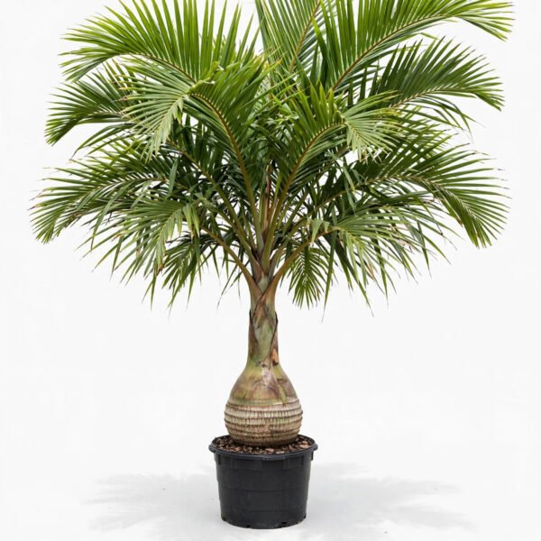 Bottle Palm