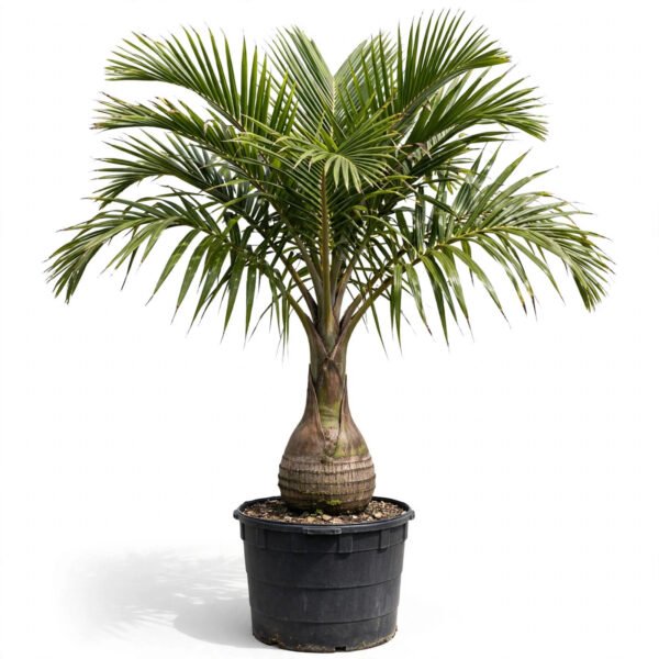 Bottle Palm(16*16)