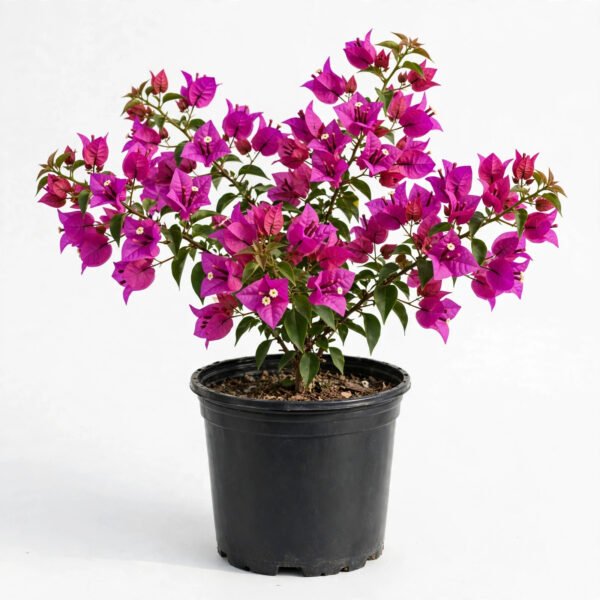 Bougain Villea(9")