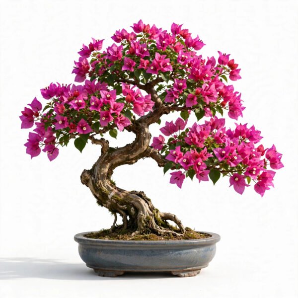 Bougain Villea(Bonsai)