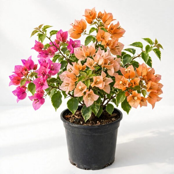 Bougainvillea