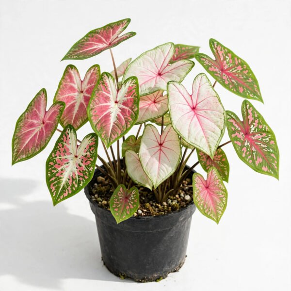 Caladium Mix