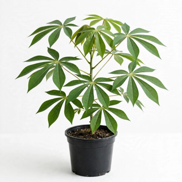 Cassava