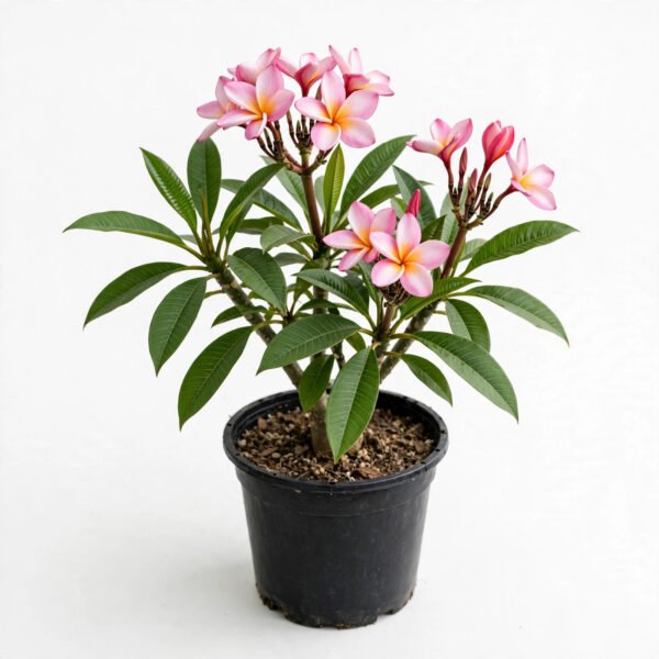 Champa Plant(Pink)