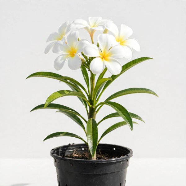 Champa Plant(White)