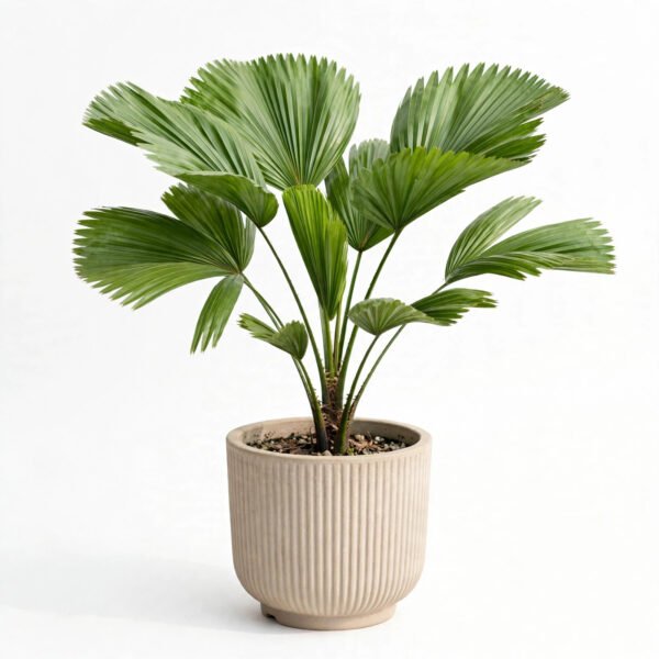 China Palm