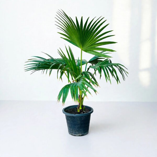 China Palm