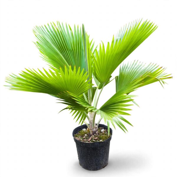 Cifotiya Palm