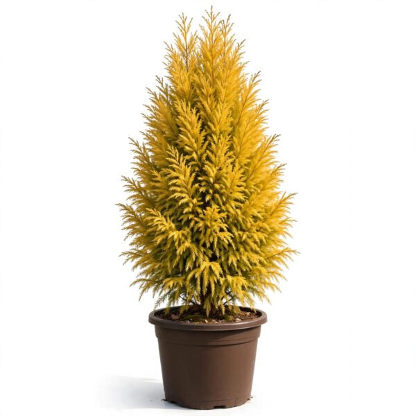 Cypress  Golden(16*16)