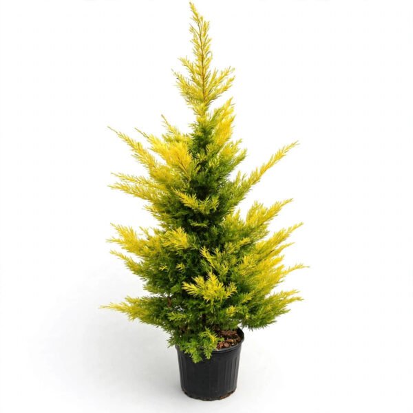 Cypress  Golden(7")