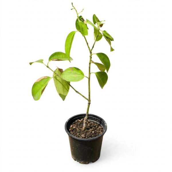 Dalchini