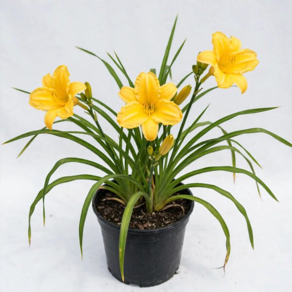 Day Lilliy