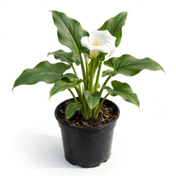 Death Lily
