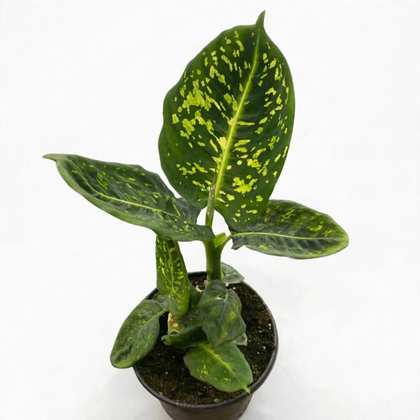 Dieffenbachia Reflector