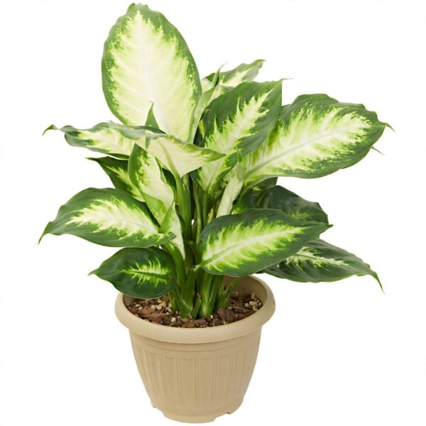 Diffen White Flame
