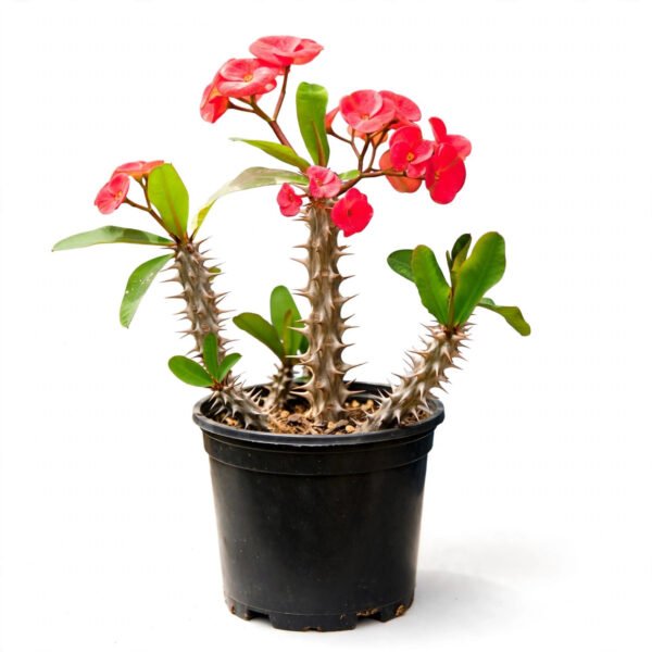 Euphorbia(12")